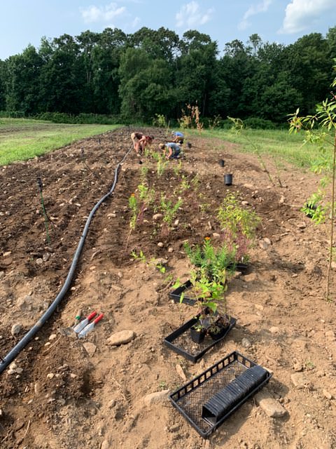 Pollinator Habitat Restoration at Massaro Community Farm - CT NOFA