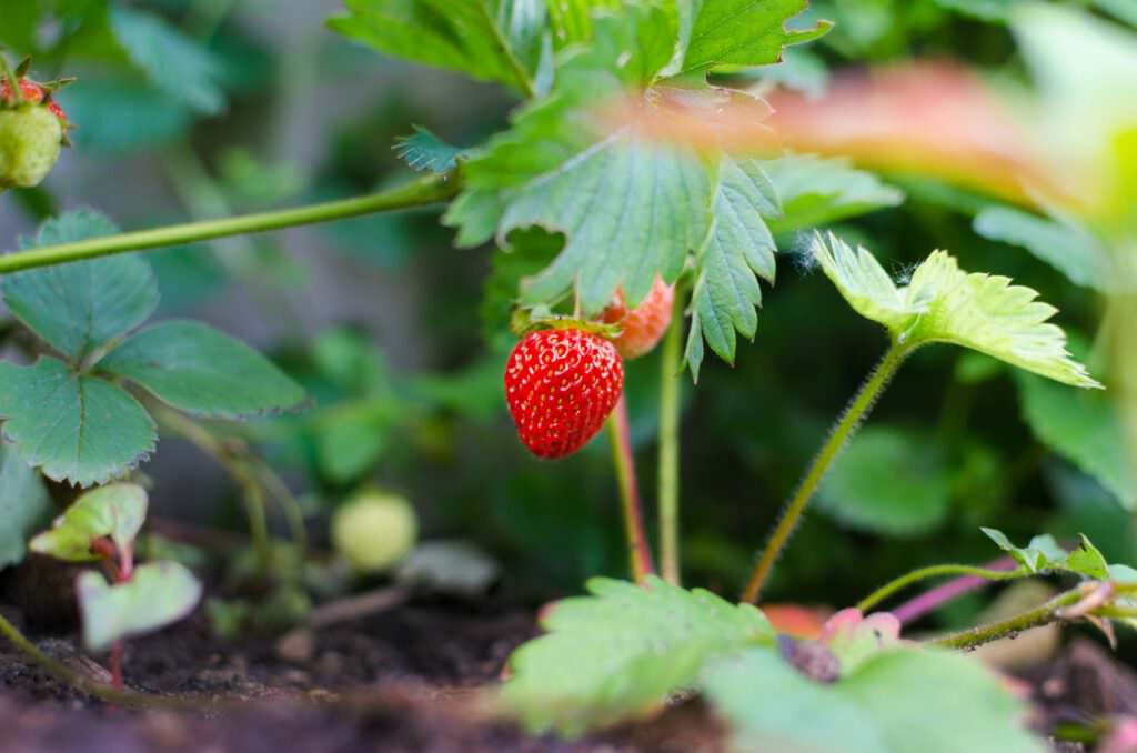 agriculture-berry-close-up-color-298696