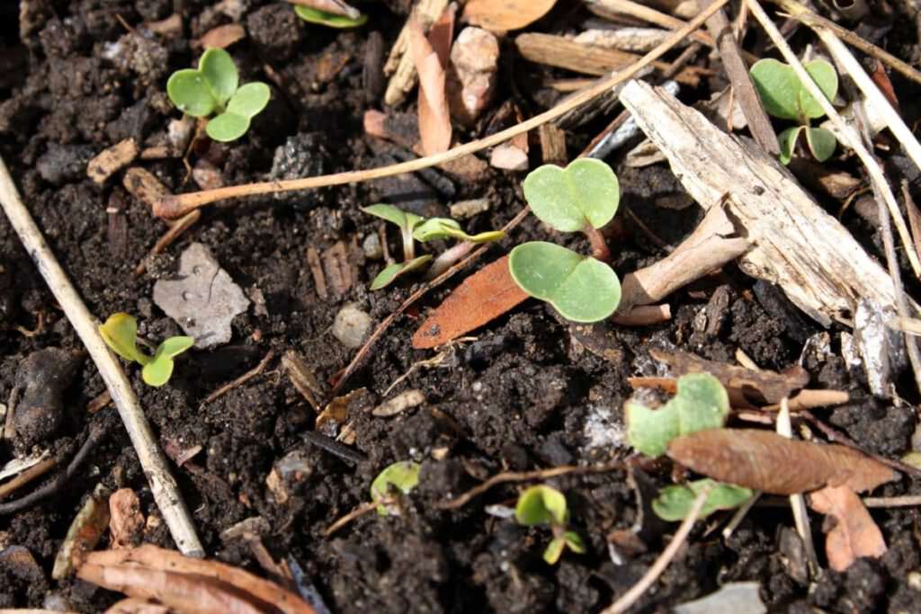 Sprouting-Brassicas-in-mulched-garden