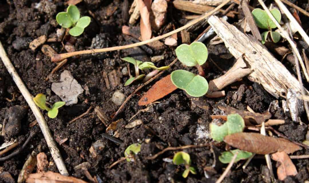Sprouting-Brassicas-in-mulched-garden