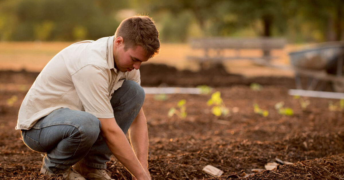 guy-planting-seedling