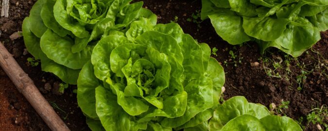 salad-gf21d4bd69_1920