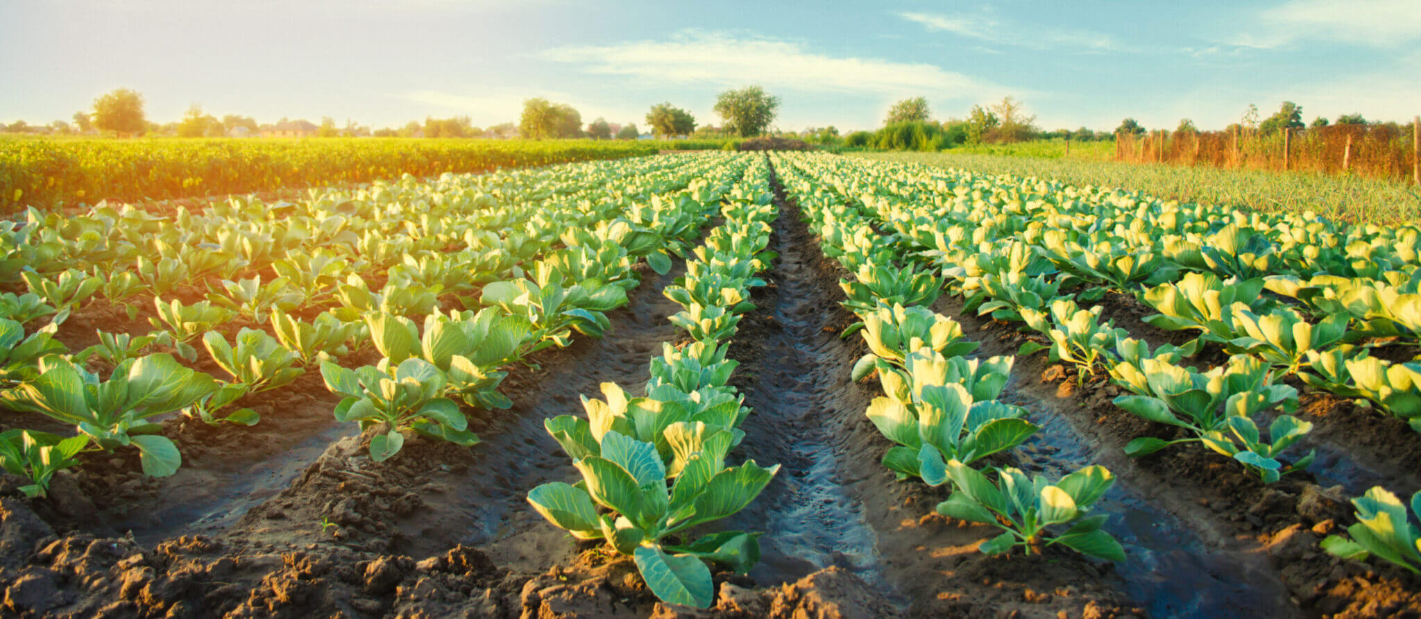 cabbage plantations grow in the field. vegetable rows. farming, agriculture. Landscape with agricultural land. crops. selective focus