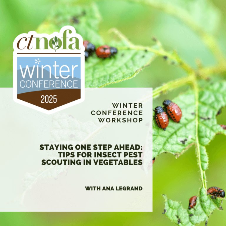 Staying One Step Ahead: Tips For Insect Pest Scouting In Vegetables ...