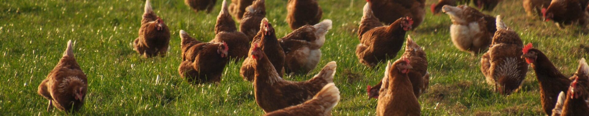 chickens in field