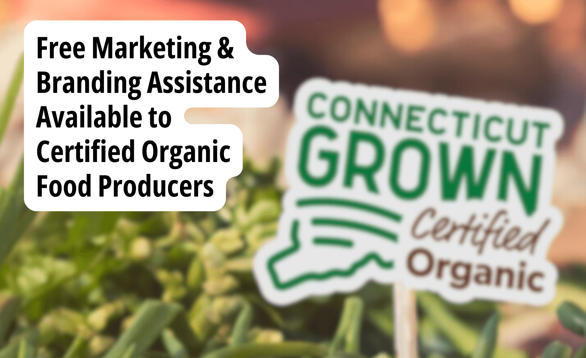 ct grown marketing promo november 2025